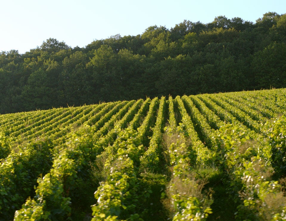 BSR vineyards
