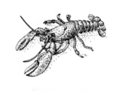 Ideal pairing - Lobster - Perrier-Jouët Belle Epoque 2016