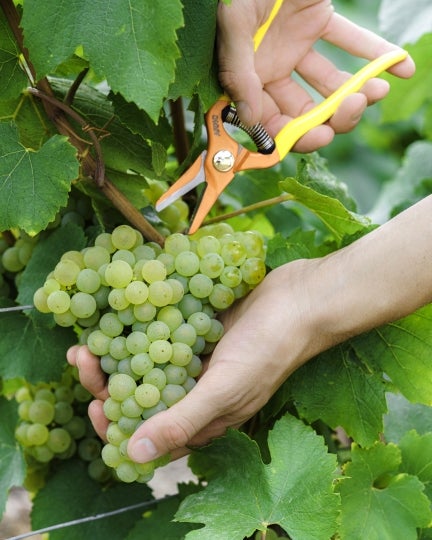 Harvest