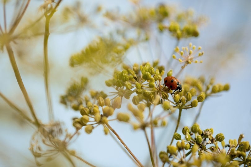 Biodiversity