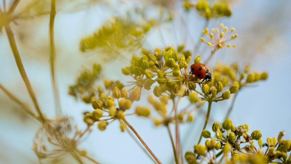 Biodiversity