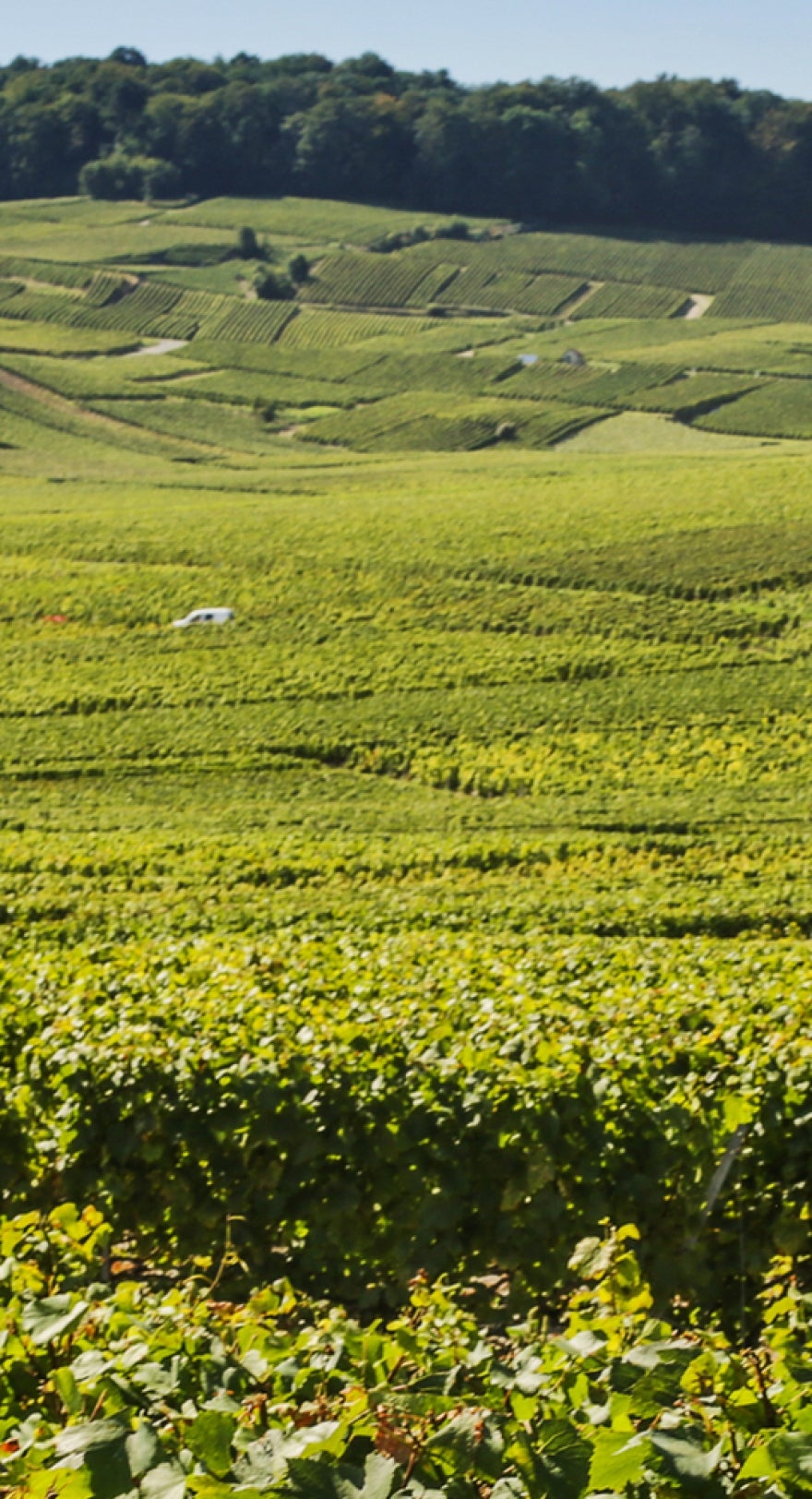 Harvest Chardonnay